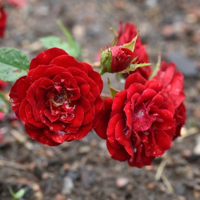 Rosa Velvet Cover ®