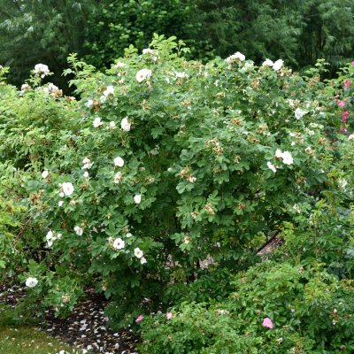 rugosa Lac Majeau, Kanadensisk Buskros, C4