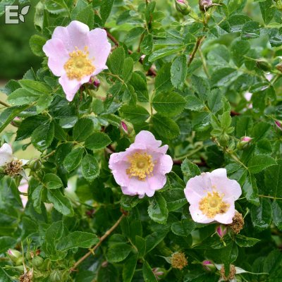 Rosa carolina Gunnel E
