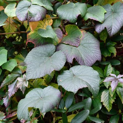 Vitis coignetiae, Rostvin