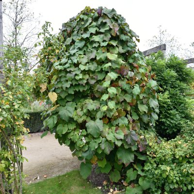 Vitis coignetiae, Rostvin