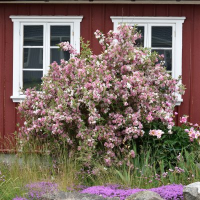 Weigela florida Nana Variegata, Rosenprakttry