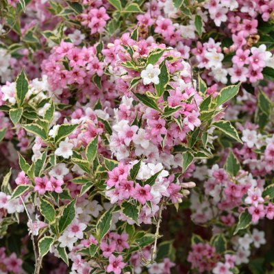 Weigela florida Nana Variegata, Rosenprakttry