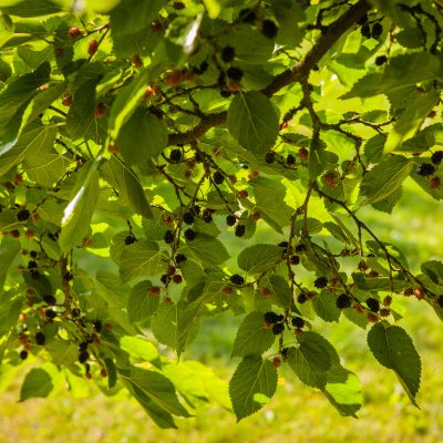 Morus nigra Mulle, Svart Mullbär