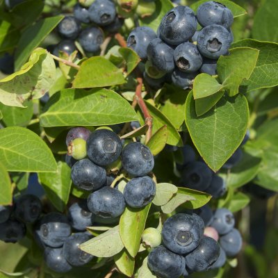 Vaccinium corymbosum Olle ®, Blåbär