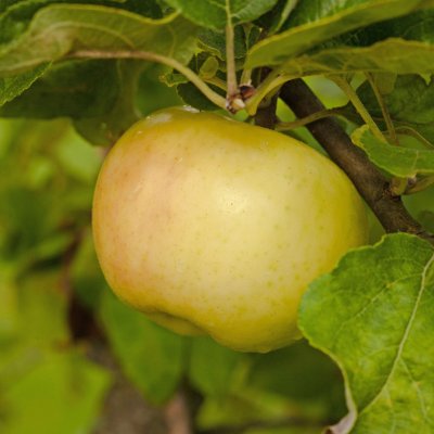 Höstäpple, Oranie E, Dalslands Landskapsäpple, stam A2 C10