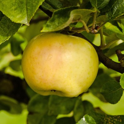 Höstäpple, Oranie E, Dalslands Landskapsäpple, stam A2 C10