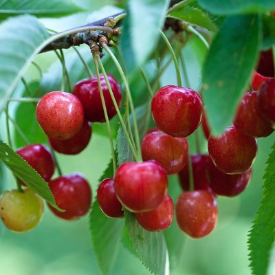Prunus avium Regina