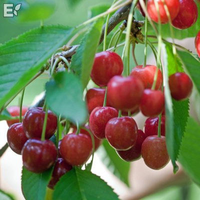 Prunus avium Regina E