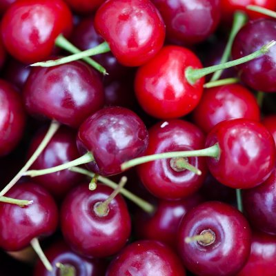 Skuggmorell E (Morello)