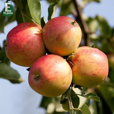 Sommaräpple, Trulsa ® E, stam A2 C10