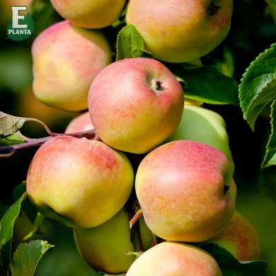 Sommaräpple, Trulsa ® E, stam A2 C10