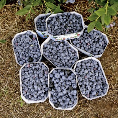 Vaccinium angustifolium Northblue, Hybridblåbär, C1,7