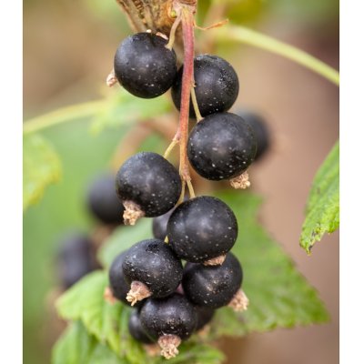 Ribes nigrum Öjebyn E, Svarta Vinbär