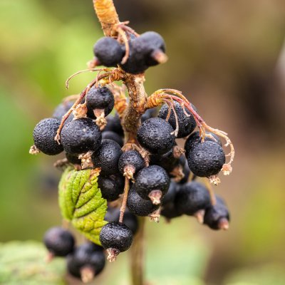 Ribes nigrum Öjebyn E, Svarta Vinbär