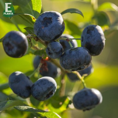 Vaccinium corymbosum Pelle ® E, Amerikansk Blåbär