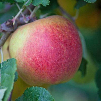 Vinteräpple, Belle de Boskoop E, stam A2 2 års co