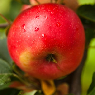 Malus domestica Discovery E
