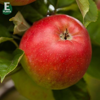 Vinteräpple, Folke ® E, stam A2 C10