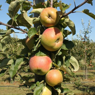 Höstäpple, Fredrik ® E, Låg Stam, stam B9 C10