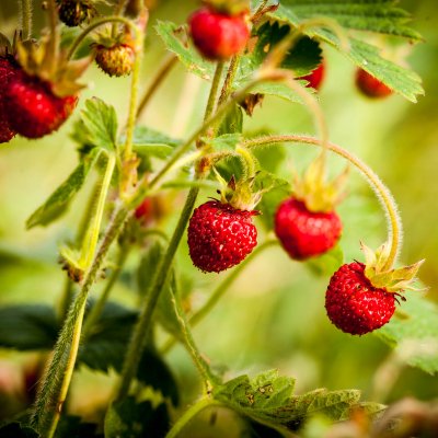 Fragaria moschata Askungen, Parksmultron