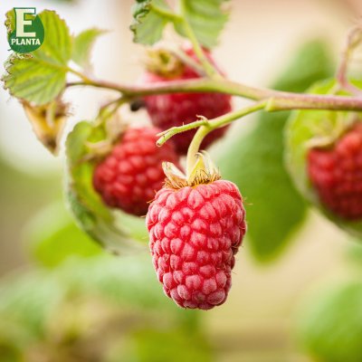 Rubus idaeus Laszka E, Hallon, C2