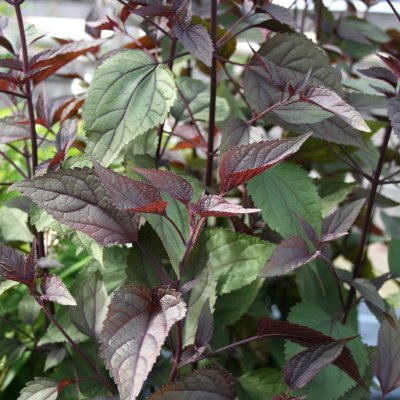 Ageratina altissima Chocolate, Rostflockel