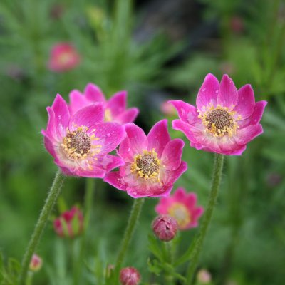 Anemone multifida Rubra, Flikanemon, C11cm