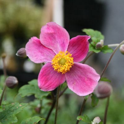 Anemone hupehensis Splendens