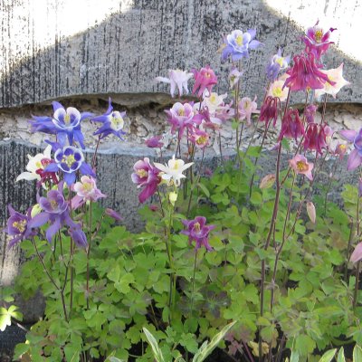 Aquilegia Biedermeier