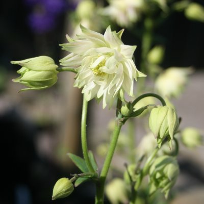 Aquilegia vulgaris Green Apples