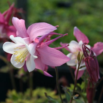 Aquilegia hybr. Spring Magic Pink & White