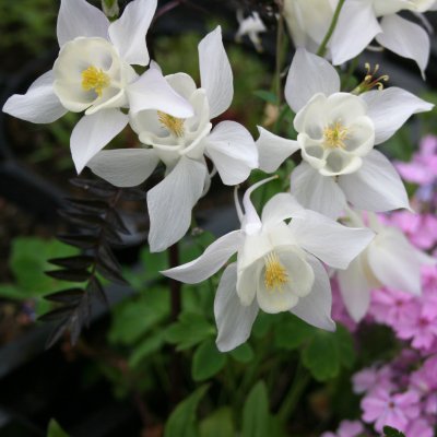 Aquilegia hybr. Spring Magic White, Pastellakleja