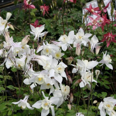 Aquilegia hybr. Spring Magic White, Pastellakleja