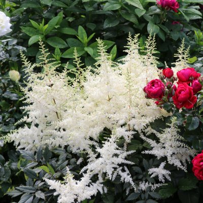 Astilbe japonica Ellie, Silverastilbe
