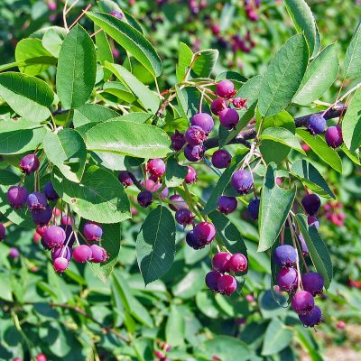 Amelanchier lamarckii Fk Ultuna, Prakthäggmispel, busk C3,5