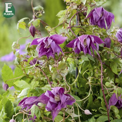 atragene Kajsa E ®, Klematis, C2