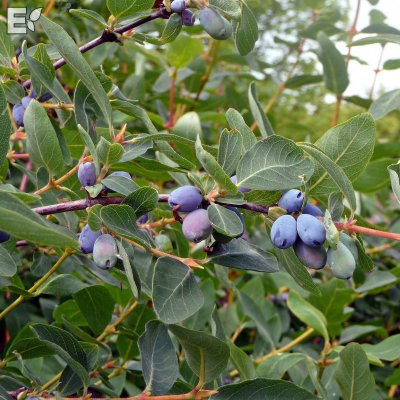 Lonicera caerulea Falun E
