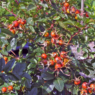 Rosa carolina Gunnel E