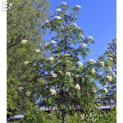 Sorbus Astrid E