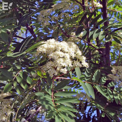 Sorbus Astrid E