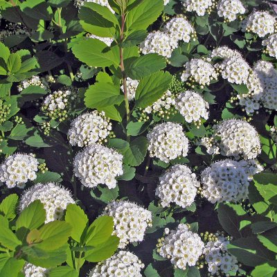 Spiraea betulifolia Tor, Björkspirea