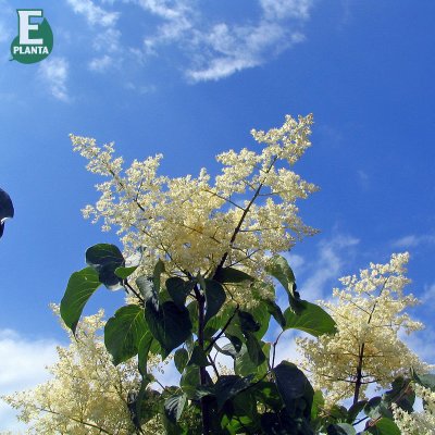 Syringa reticulata Enskede E, Ligustersyrén
