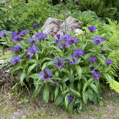 Centaurea montana Grandiflora, Bergklint, P9cm