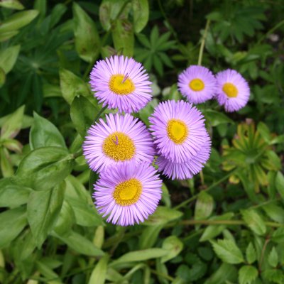 Erigeron speciosus hybr. Rosa Juwel, Praktbinka, P9cm