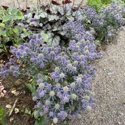 Eryngium planum Blue Hobbit, Rysk Martorn
