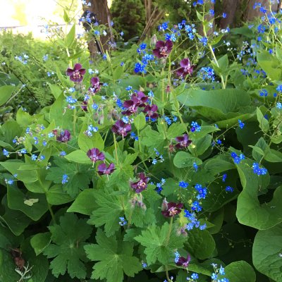 Geranium phaeum