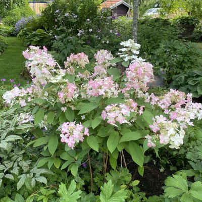 Hydrangea paniculata Wim´s Red