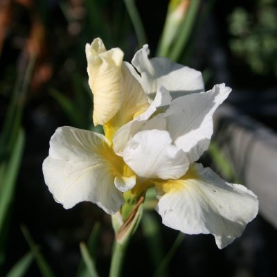 Iris sanguinea Snow Queen