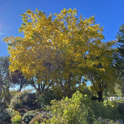 Juglans mandshurica, Manchurisk Valnöt